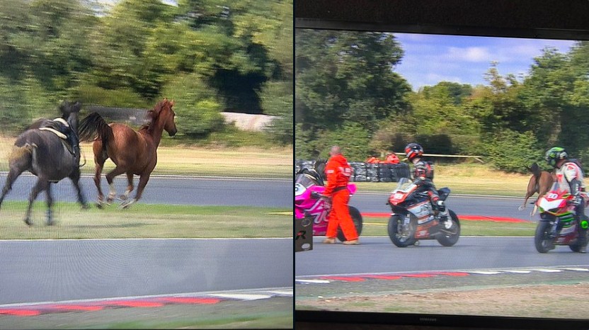 Red Flag! Lagi Asyik Balap, Kuda Menerobos Masuk Sirkuit – NontonMotoGP 6 Red Flag! Lagi Asyik Balap, Kuda Menerobos Masuk Sirkuit